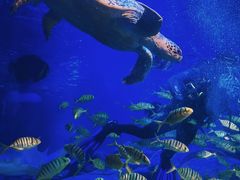 -太平洋海底世界