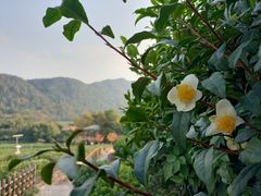 -中国茶叶博物馆(双峰馆区)