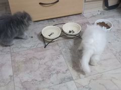 -纳吉亚猫专科动物诊疗中心(蒋宅口分院)