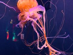 -成都浩海立方海洋公园