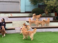 -汪说喵讲宠物乐园宠物酒店(红星美凯龙店)