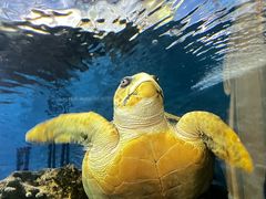 -上海海洋水族馆