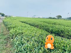 -雪绿茶博物馆