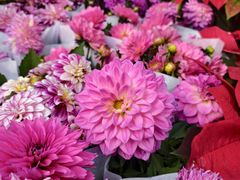 -桂林市花鸟市场