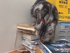 -有猫主题·治愈系猫咖(曾厝垵店)