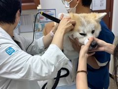 -美联众合动物医院·24h转诊中心