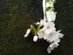 -名古屋城