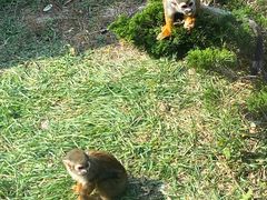 -大连森林动物园