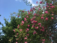 -鹅湖玫瑰文化园