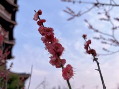 -洋湖国家湿地公园