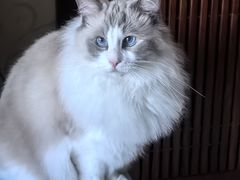 -纳吉亚猫专科动物医院·北北分院