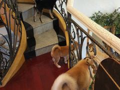 -喜柴咖啡·柴犬狗咖