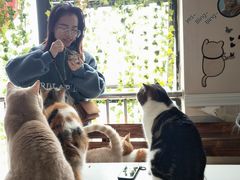 -喵园·猫主题咖啡厅·撸猫·猫咖(国贸店)