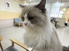 -鼓捣猫呢主题猫咖店