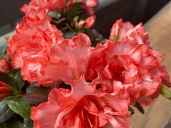 -南宁良凤江国家森林公园