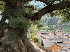 -杨家堂村