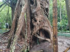 -中国科学院西双版纳热带植物园