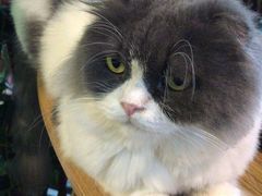 -李小姐の猫咖啡馆(五角场店)