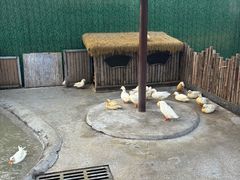 -保定市动物园