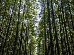 -山王坪喀斯特国家生态公园