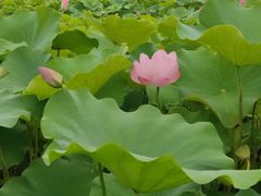 -嘉北郊野公园