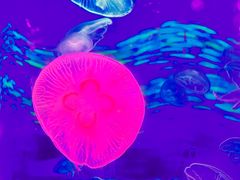 -顺德南宏海立方海洋公园
