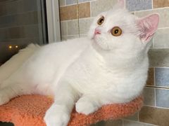 -老吴的猫·猫舍(新区店)