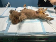 -爱贝特动物医院·猫口炎专科