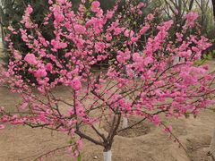 -永定河休闲森林公园