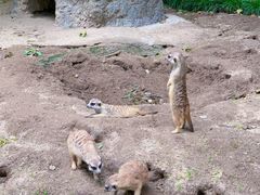 -上海野生动物园