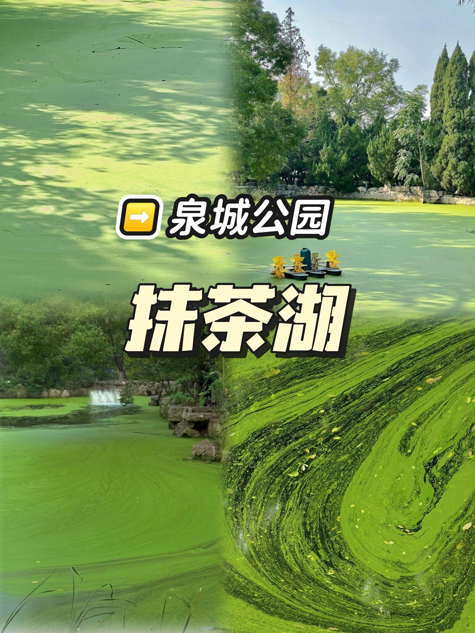 秋天就要逛公园#一起去植物园吸氧 #记录家门口的秋天 #公园里的五彩