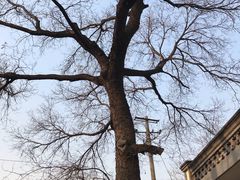 门面-大槐树烤肉馆