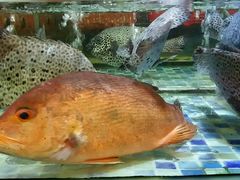 -阿锋鲍鱼酒家美食汇(华安店)