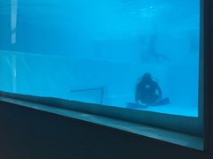 -上海潜殿潜水中心