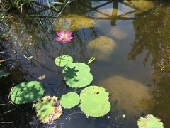 -武清南湖绿博园