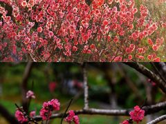 -桃花涧