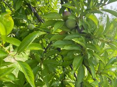 -梁鸿国家湿地公园