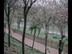 -广东花都湖国家湿地公园