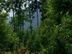 -中国大熊猫保护研究中心雅安碧峰峡基地