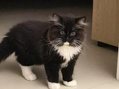 -博特宠物医院24h犬猫全科.骨科·异宠