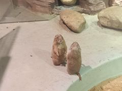 -正佳雨林生态植物园