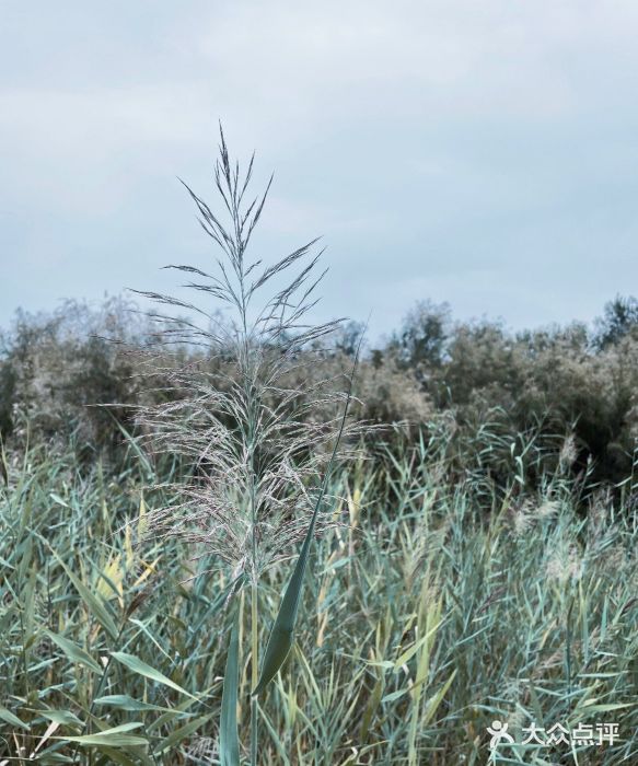 官港森林公园图片