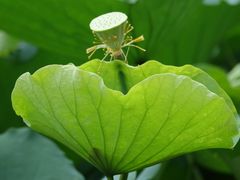 景点-荔湾湖公园