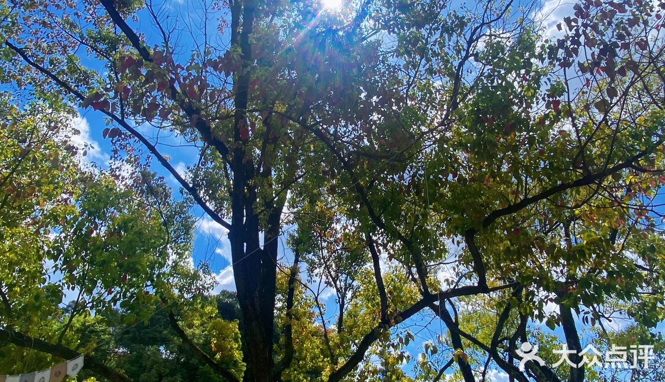 不是云南！真的是乐山…氛围感已拉满[流泪]吼吼看…