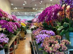 -双季花艺园艺市场(浦东店)