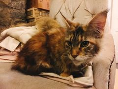 -猫色咖啡·猫咖