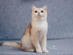 -Bastet sally猫舍购宠(静安店)