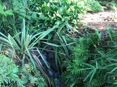 -墨尔本皇家植物园
