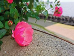 -上海滨江森林公园