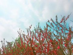 -白鹭湾湿地公园